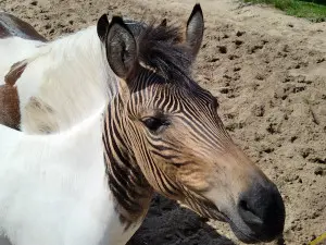Zebroid, photo courtesy Christine and David Schmitt