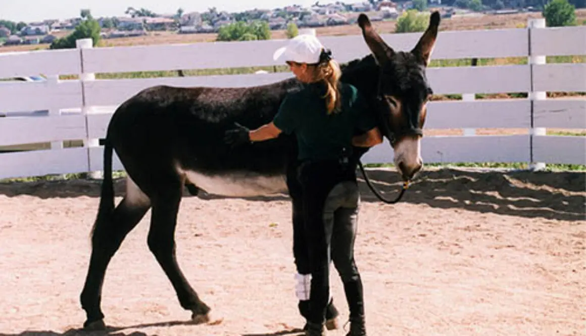 ZeeTurnForehandRoundpen1998CC