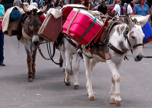 articlephoto-generaldonkeyinformation2010final4