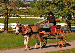 articlephoto-generaldonkeyinformation2010final5