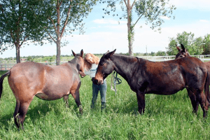 articlephoto-whataremulesgoodfor1984final