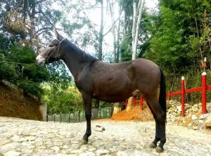 Photo courtesy Criadero Villa Luz