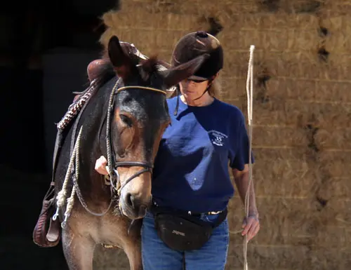 slide6_muleCrossing_1125