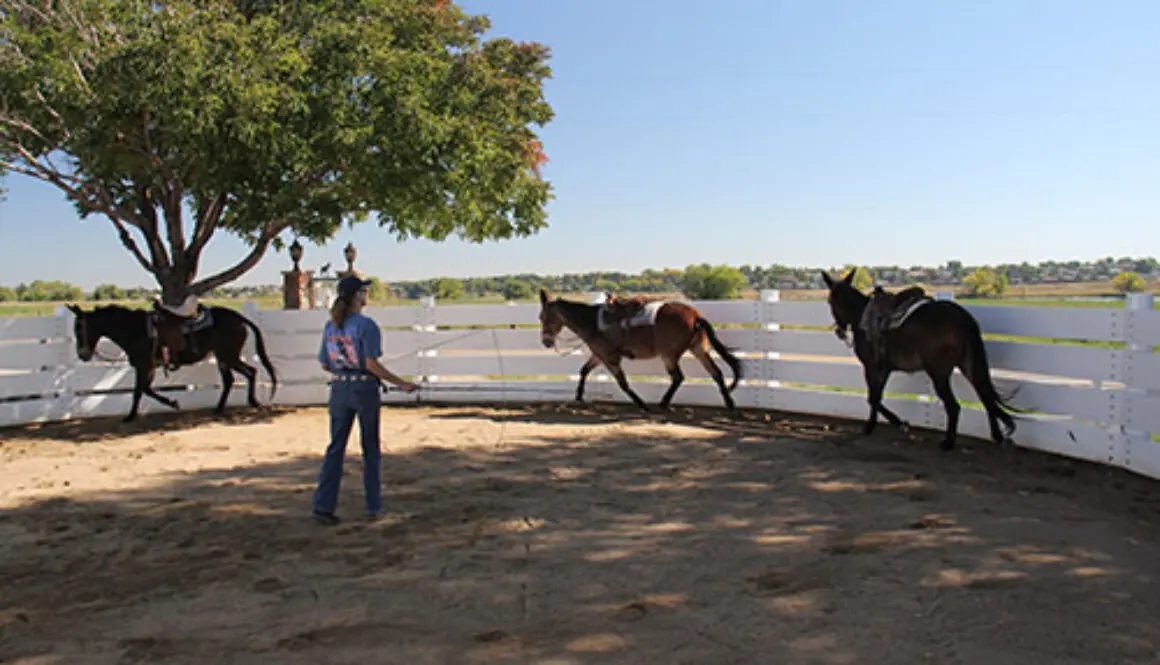 tt55lungemultipleequines