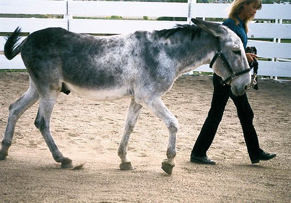 mule training – Mule, Donkey & Horse Training with Meredith Hodges