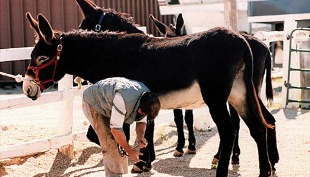 2018 - TRIMMING DONKEYS 8-9 18 TMD-204c_CC