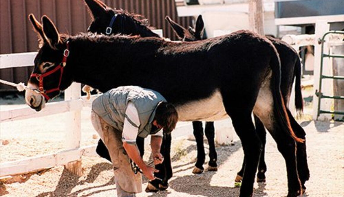 2018 - TRIMMING DONKEYS 8-9 18 TMD-204c_CC