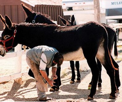 2018 - TRIMMING DONKEYS 8-9 18 TMD-204c_CC