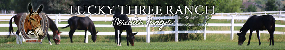 Mule, Donkey & Horse Training with Meredith Hodges