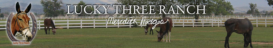 Mule, Donkey & Horse Training with Meredith Hodges