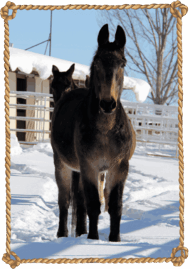 2025 - 11 - NOV - HOME PAGE - ROPE