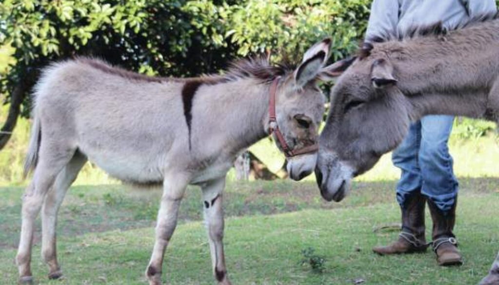 4848706_web1_KHSBabyDonkeyAtKonaCoffeeLivingHistoryFarm14