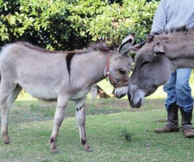 4848706_web1_KHSBabyDonkeyAtKonaCoffeeLivingHistoryFarm14