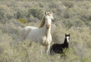 AWHPC PHOTOS MARE AND FOAL