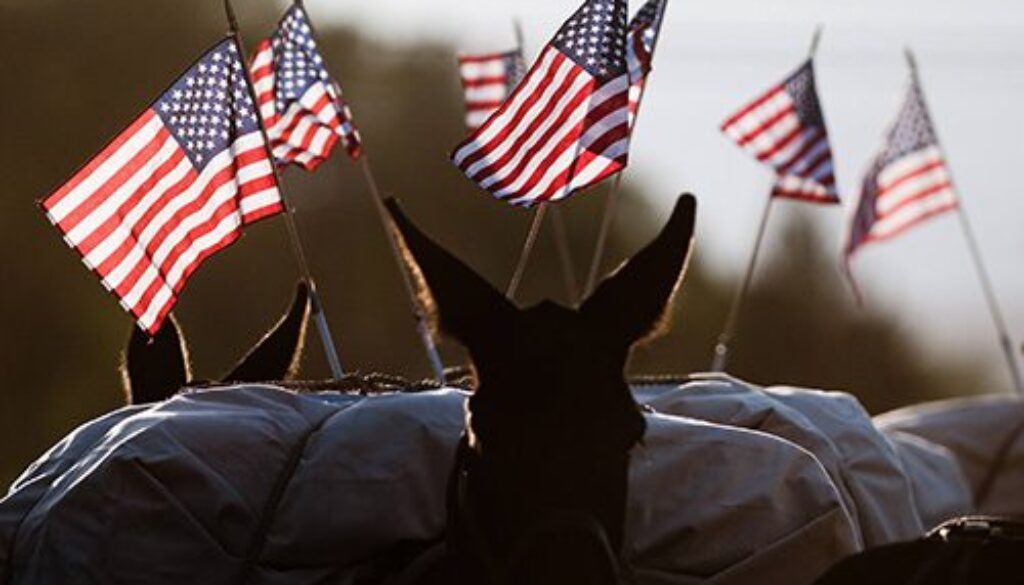 Aqueduct Pack Mule Aqueduct Pack Mule