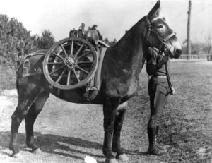 Artillery Pack Mule, 1940_CC
