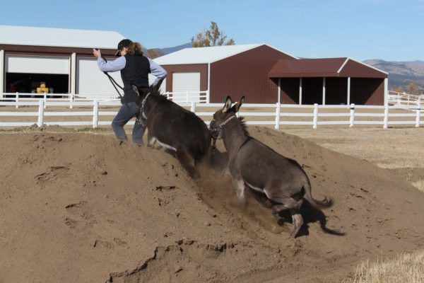 augie-spuds-10-21-16-081