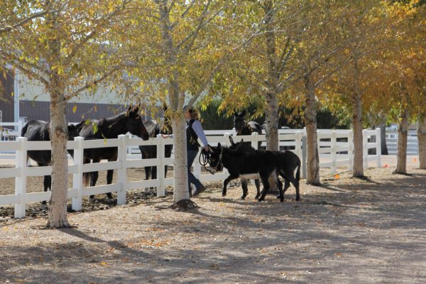 augie-spuds-10-21-16-139