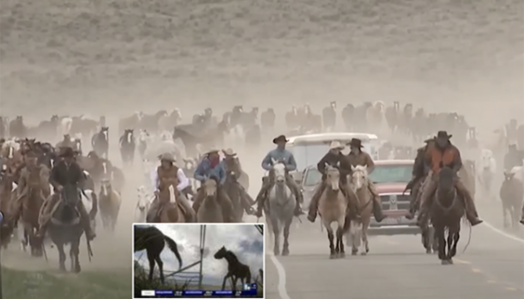 BLM corral no surprise at all to wild horse