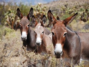 BURROS RED ROCK USFS PHOTO