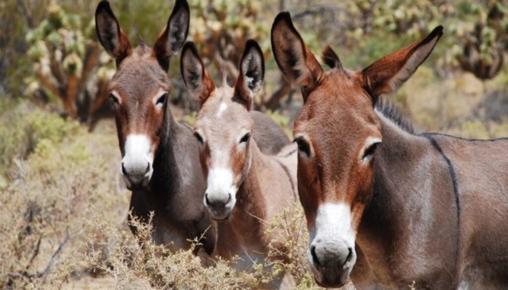 BURROS-RED-ROCK-USFS-PHOTO