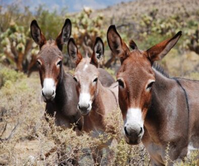 BURROS-RED-ROCK-USFS-PHOTO