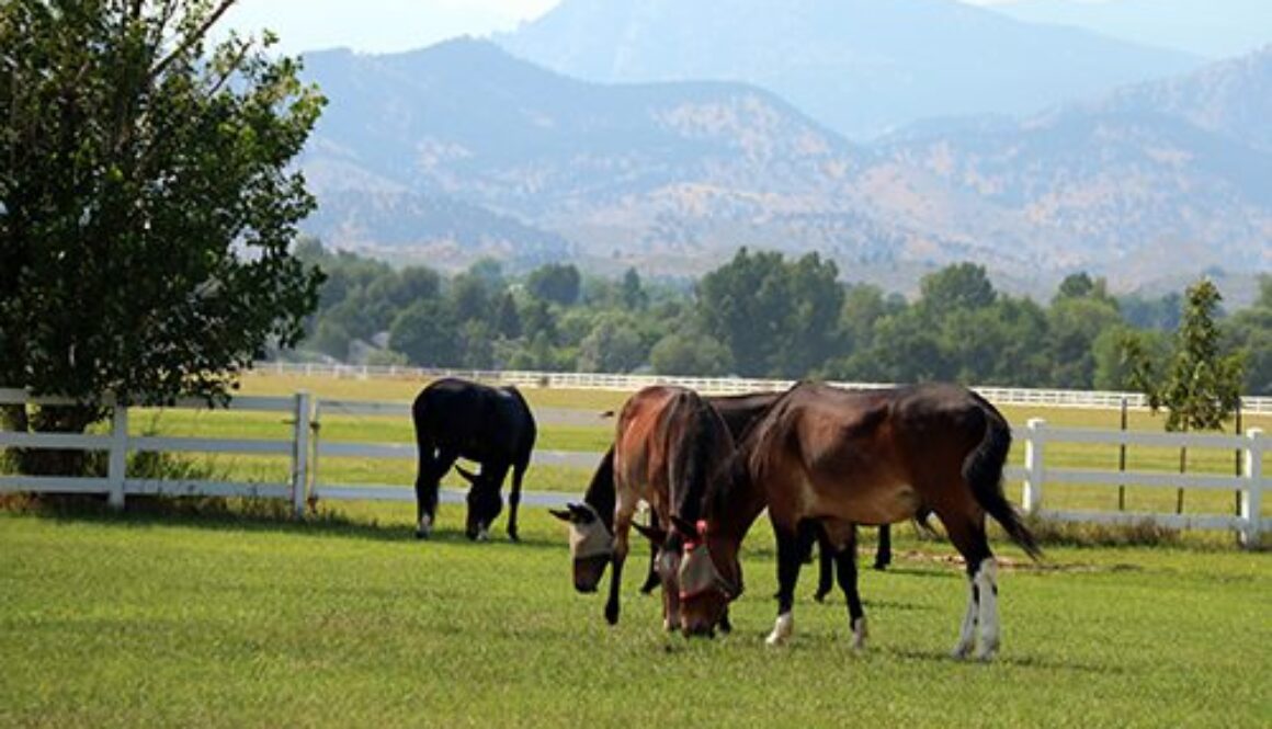C-10 - OWNING EQUINE - PART 2 - 03 C-10 - OWNING EQUINE - PART 2 - 03