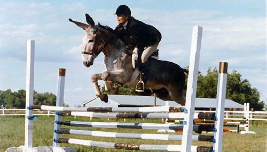 CCLJjumpinghorizontal