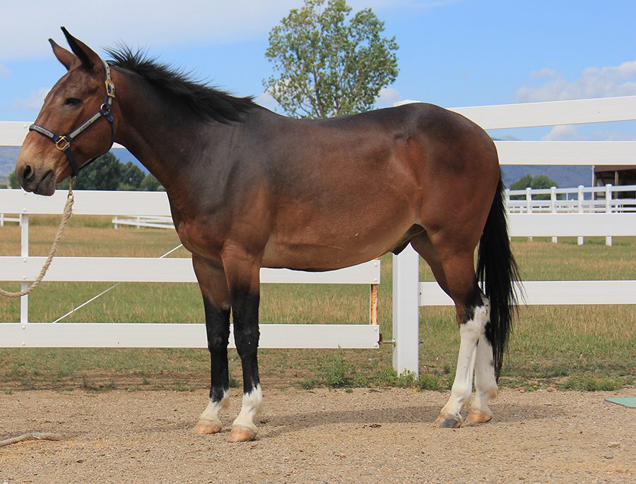 Mule Facts Mule, Donkey & Horse Training with Meredith Hodges