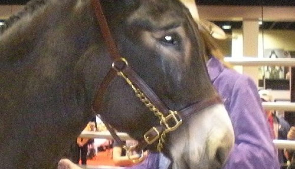 CROPLeatherhalterRemedyWEG