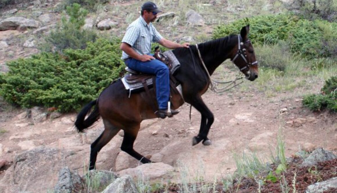 equine training – Mule, Donkey & Horse Training with Meredith Hodges