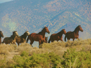 Wild Horses in Desatoya Herd Management Area | BLM