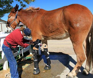 Diary-of-a-Rescue-Part-2_6