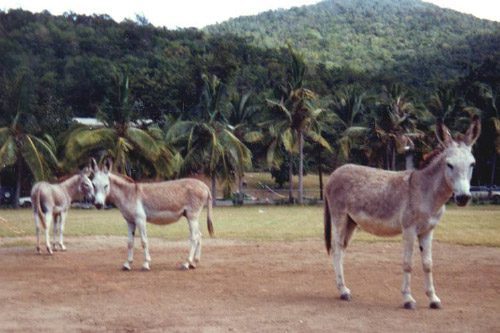 St. Thomas – Mule, Donkey & Horse Training with Meredith Hodges