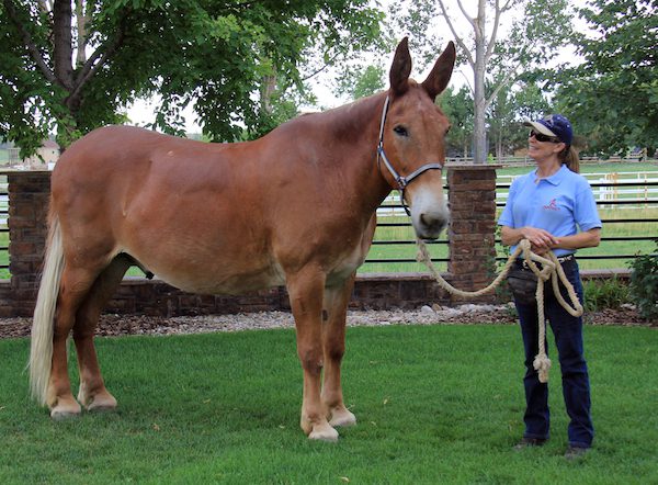 Definition & Meaning of Stubborn as a mule