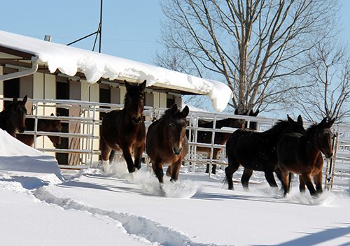 Equines in Winter 001