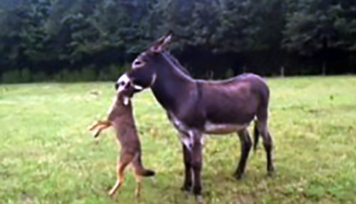 donkeys – Mule, Donkey & Horse Training with Meredith Hodges