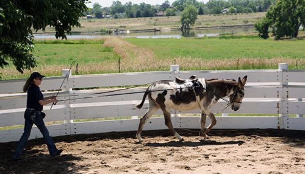 Ground Driving Chasity7-7-20_26