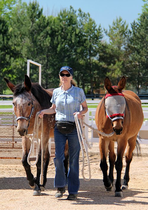 MULE CROSSING: Benefits of Postural Core Strength Training – Mule ...