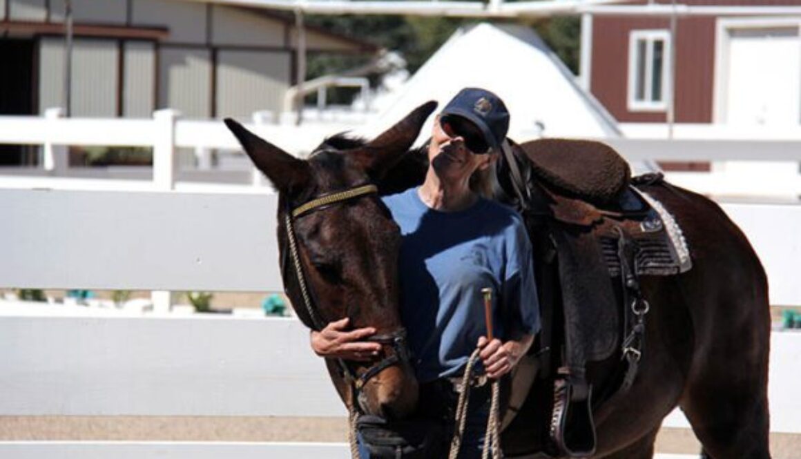 Meredith Hodges – Mule, Donkey & Horse Training with Meredith Hodges