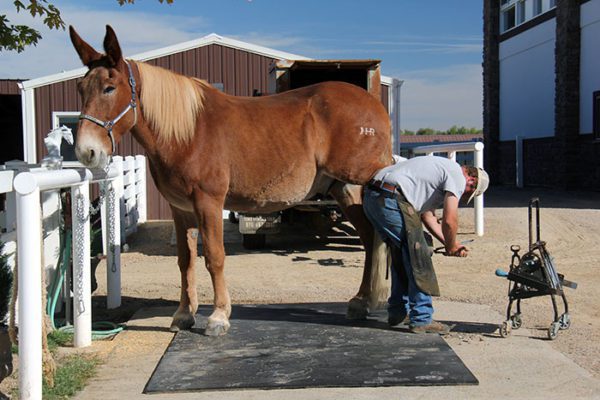 Why does a horse need shoes? - Equestrian Surfaces Ltd 