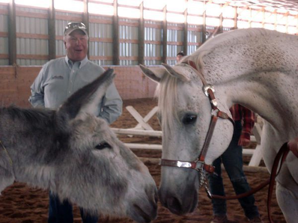 mule training – Mule, Donkey & Horse Training with Meredith Hodges