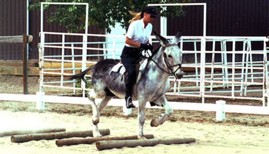 LJGroundRailsArena1998CCCC
