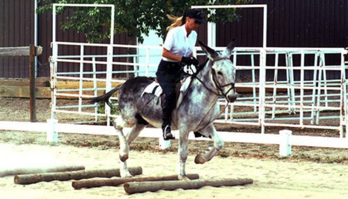 LJGroundRailsArena1998CCCC