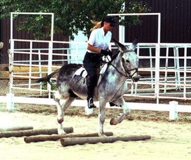 LJGroundRailsArena1998CCCC