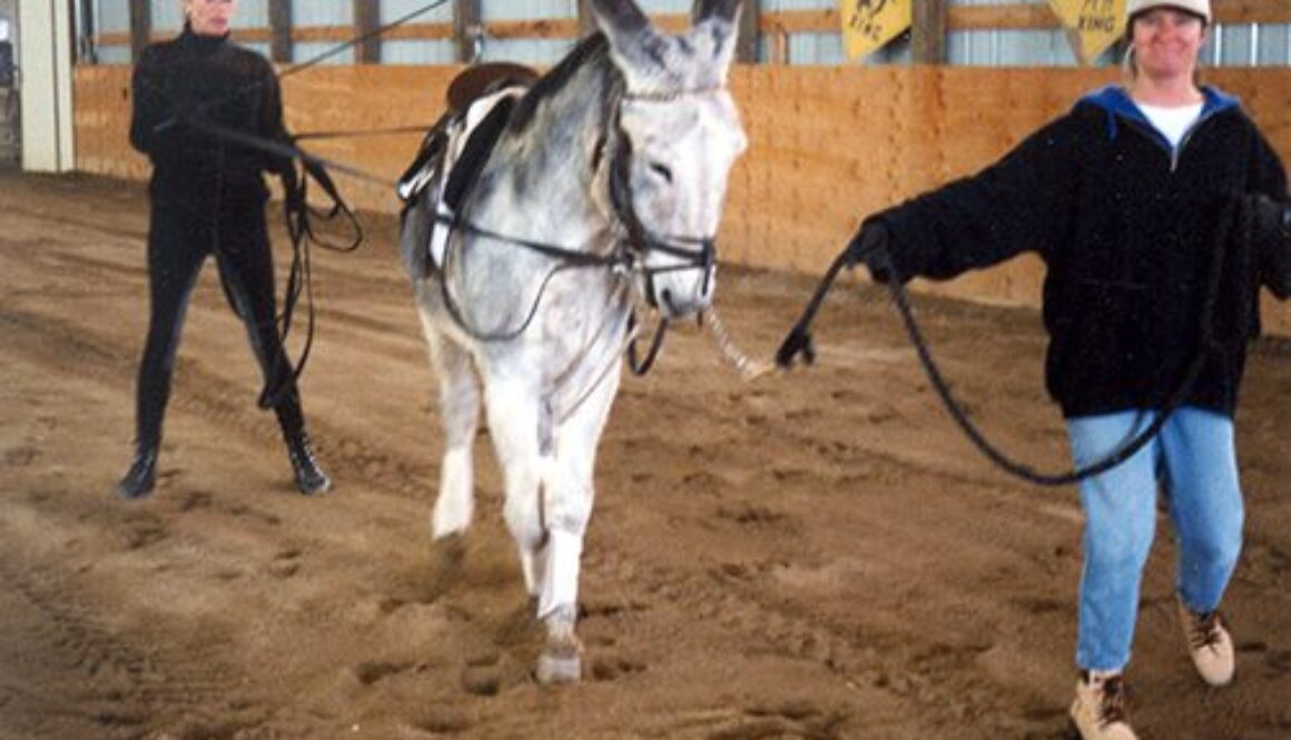 LTR Blog – Donkey Training – Mule, Donkey & Horse Training with ...