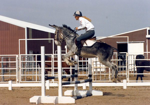 5 Different Types Of Horse Jumps Horse Jumping Barn - Comly Sports