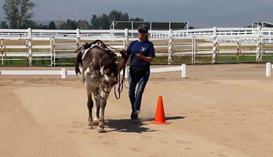 Leading,Lunging,Ground Driving8-18-20_36