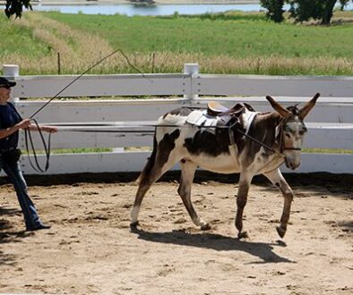 Lunge-Line-Training72120_12