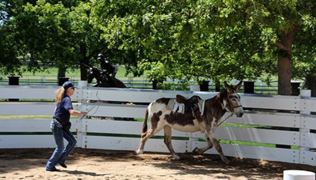 Lunging Together_6-10-20_7